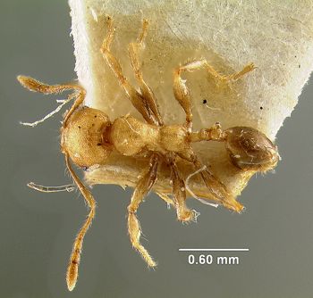 Media type: image; Entomology 29032